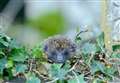Hedgehog Awareness Week – taking care of the prickly critters during lockdown