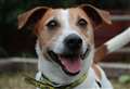 Little stray Junior is looking for a forever home