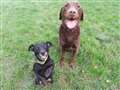Little and large doggie duo seek new home 
