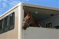 Quick actions save horse from injury in A34 blaze 