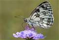Butterfly numbers hit hard by 2022 heatwave and drought