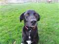Four-legged lover of great outdoors seeks new owner