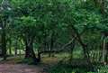 Snelsmore Common