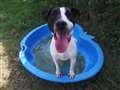 Cheeky terrier aims to win affections of new owner