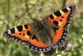 Creating butterfly-friendly gardens
