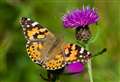 Has the 'Covid effect' worn off for nature lovers? 