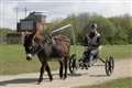 Donkey Drive at Greenham Common