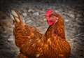Free range eggs set to return as bird flu rules are relaxed 