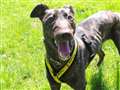 Dogs of the Week