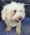 UPDATED 8.45pm: Thames Valley Police appeal for owners of dog found on Ridgeway
