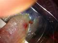 Waitrose apology after live worm found in fish packet