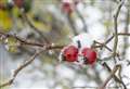 Met Office reveals first December forecast but will we see snow?