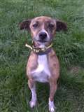 Dog of the Week