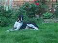 Sociable young greyhound seeks new home 
