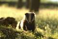 Badger culling zones extended to West Berkshire and beyond