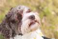 Dog of the Week: The latest dogs looking for their forever homes from Newbury Dogs Trust