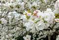 Share your beautiful blossom pictures