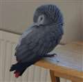 African Grey parrot missing in Newbury