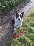 Intelligent border collie cross seeks new home