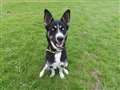 Energetic young dog seeks new owner