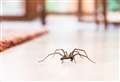 6 easy ways to keep spiders out the house in mating season 