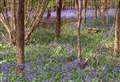 My Newbury: Bluebells in woods in Hampstead Norreys