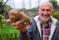 Man harvests XL Bully potato