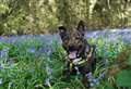 Three young pups looking for forever homes