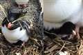 Zoo names penguin chick Wilfred after Boris Johnson’s newborn son