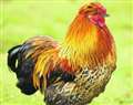 Bantams on display