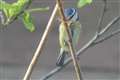 Nesting birds make their home in Thatcham
