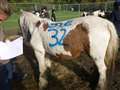 Charities rescue 26 abandoned horses
