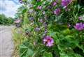 Grants open to boost biodiversity