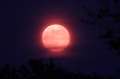 Mindfulness in lockdown – chill to this Moon video accompanied by a chorus of birds 