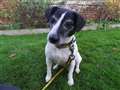 Shy hot dog lover seeks new home