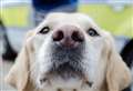 Dog thieves to face up to five years in prison 