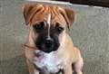 Your pet could be the NWN Pet of the Week