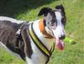 Laidback Archie needs a bit of a fuss