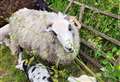 East Ilsley to celebrate 50 years of their historic Sheep Fair