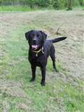 Lovely Labrador seeks energetic match 