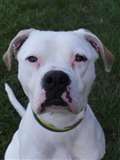 Big softie Bella seeks active home with lots of cuddles