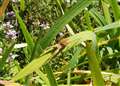 Hermitage gardener spied a spider