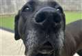 Gorgeous Lulu is one to ‘shout’ about