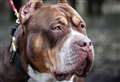 Suspected American XL Bully attack in Newbury