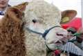 See what's on offer at county show