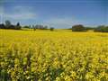 Beautiful sight..if you don't have hayfever