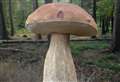Wild mushroom foraging in West Berkshire: Porcini: Kings of the forest
