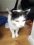 Is this your cat?