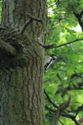 Spotted Woodpecker - Sandleford footpath 9