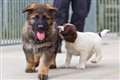 Thames Valley Police open day includes police puppy parades